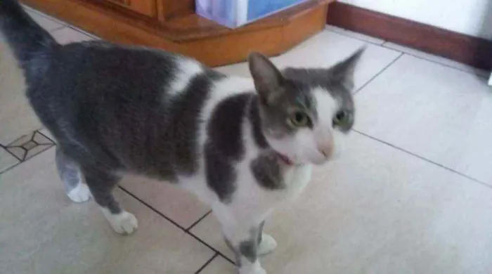 Gato ra a SRD idade 2 anos nome Galileia