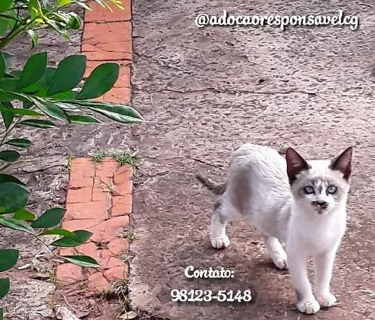 Gato ra a Siamês  idade 2 a 6 meses nome Bigodinho