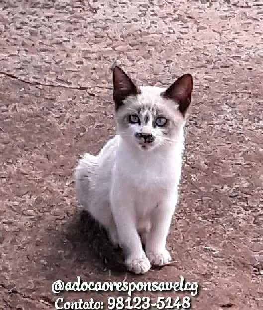 Gato ra a Siamês  idade 2 a 6 meses nome Bigodinho