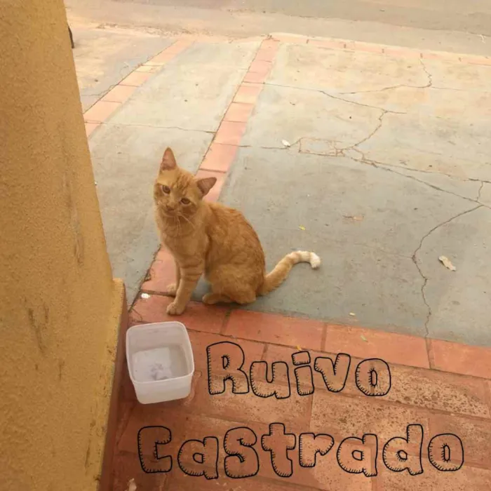 Gato ra a SRD idade 7 a 11 meses nome Ruivo