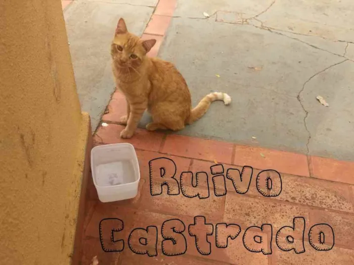 Gato ra a SRD idade 7 a 11 meses nome Ruivo