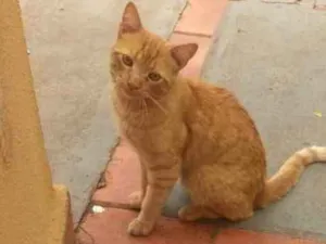 Gato raça SRD idade 7 a 11 meses nome Ruivo