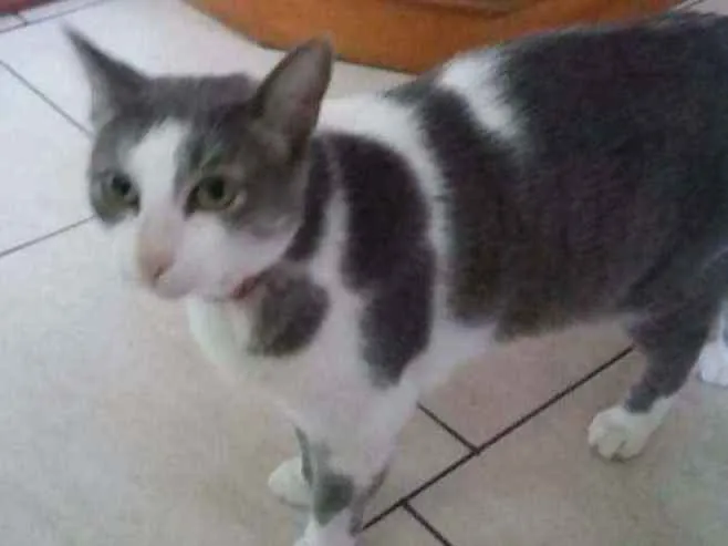 Gato ra a SRD idade 2 anos nome Galileia