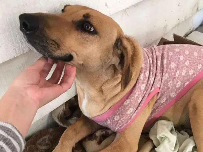 Cachorro ra a viralatinha idade 2 a 6 meses nome Aurora