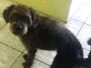 Cachorro raça Poodle  idade 2 anos nome Mailon