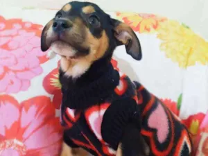 Cachorro raça Srd idade 2 a 6 meses nome Clara