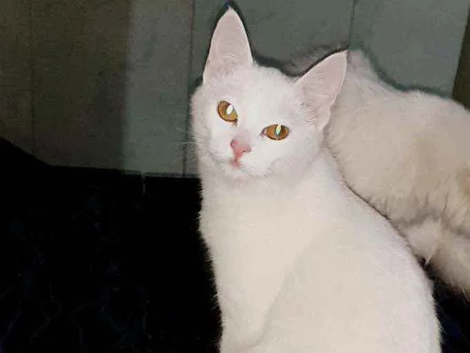 Gato ra a SRD idade 7 a 11 meses nome Sem nome 