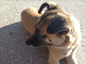 Cachorro raça SRD idade 2 anos nome Mel