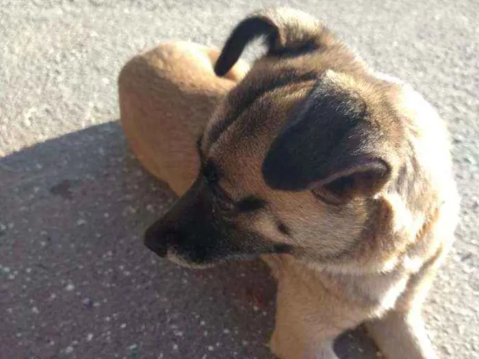 Cachorro ra a SRD idade 2 anos nome Mel