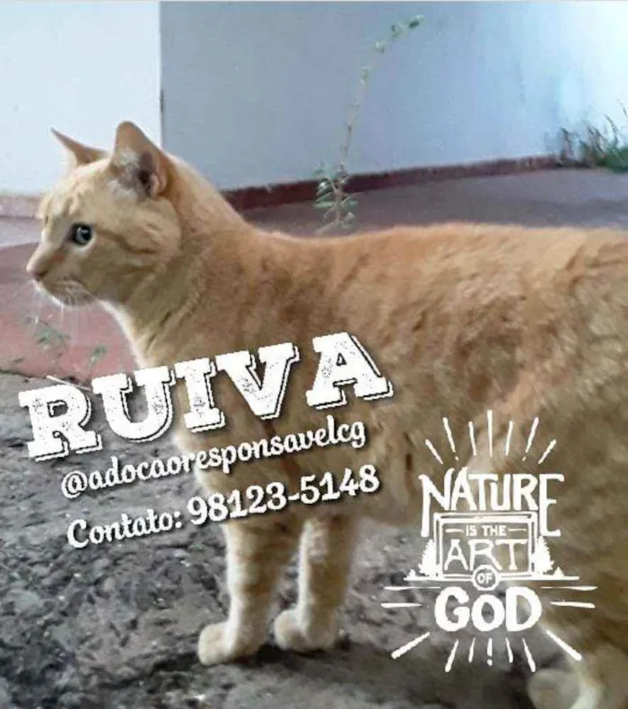 Gato ra a SRD idade 1 ano nome Ruiva