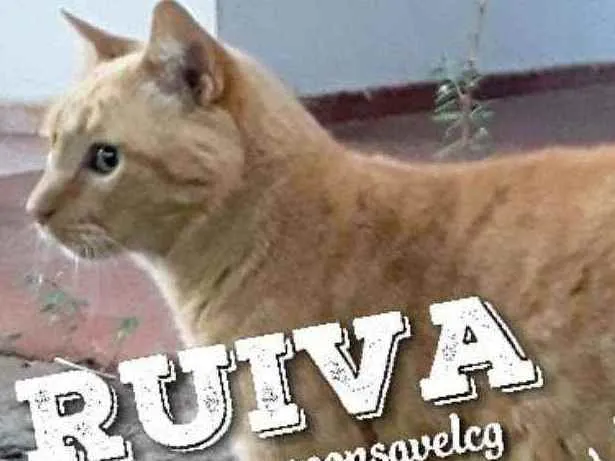 Gato ra a SRD idade 1 ano nome Ruiva