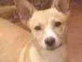 Cachorro ra a Sem raça  idade 1 ano nome Kiara