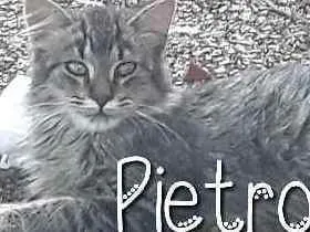 Gato raça SRD idade 2 a 6 meses nome Pietro