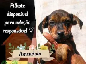 Cachorro raça SRD idade 2 a 6 meses nome Amendoin