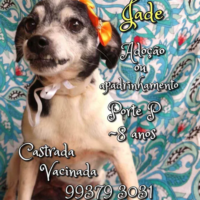 Cachorro raça SRD idade 6 ou mais anos nome Jade