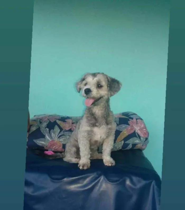 Cachorro ra a Podlee roy idade 1 ano nome Boby
