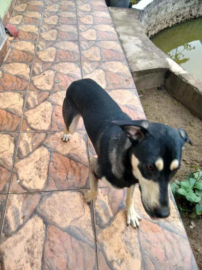 Cachorro ra a Indefinida idade 2 anos nome Perceu