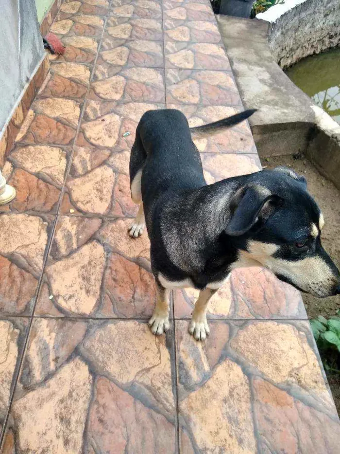 Cachorro ra a Indefinida idade 2 anos nome Perceu