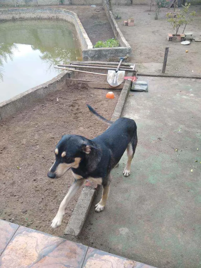 Cachorro ra a Indefinida idade 2 anos nome Perceu