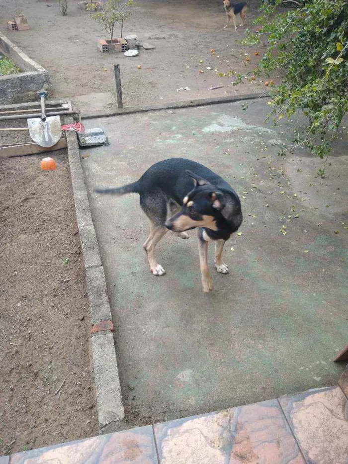 Cachorro ra a Indefinida idade 2 anos nome Perceu