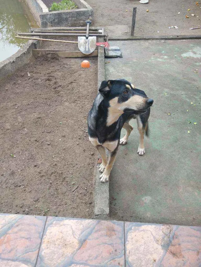 Cachorro ra a Indefinida idade 2 anos nome Perceu