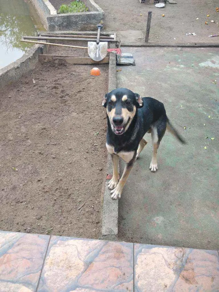 Cachorro ra a Indefinida idade 2 anos nome Perceu