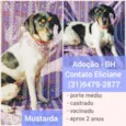 Mustarda