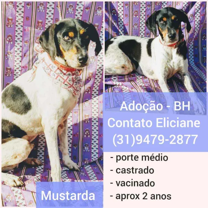 Cachorro raça SRD idade 2 anos nome Mustarda