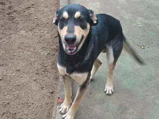 Cachorro ra a Indefinida idade 2 anos nome Perceu