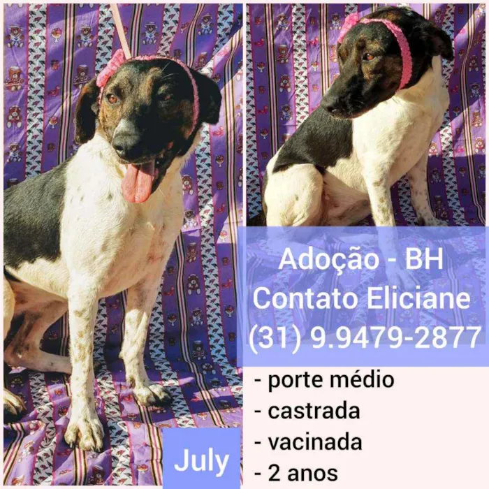 Cachorro raça SRD idade 2 anos nome July