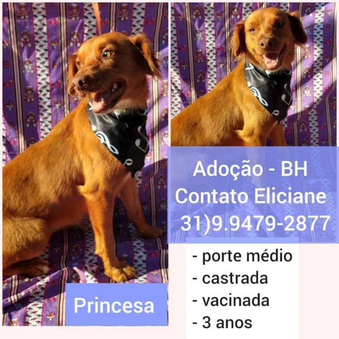 Cachorro raça SRD idade 3 anos nome Princesa