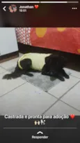 Caramelo