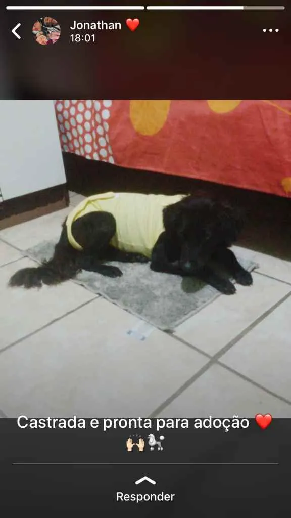 Cachorro raça Sem raca idade 2 anos nome Nega