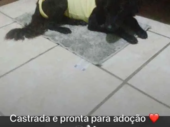 Cachorro raça Sem raca idade 2 anos nome Nega