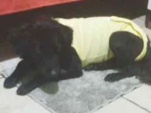 Cachorro raça Sem raca idade 2 anos nome Nega