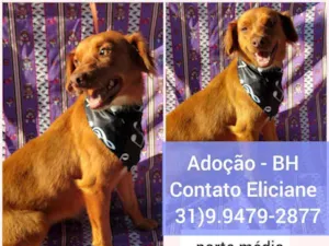 Cachorro raça SRD idade 3 anos nome Princesa