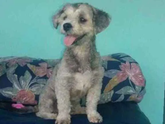 Cachorro ra a Podlee roy idade 1 ano nome Boby