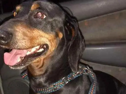 Cachorro ra a salsicha idade 6 ou mais anos nome Pretinho