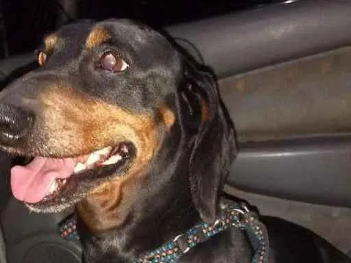 Cachorro ra a salsicha idade 6 ou mais anos nome Pretinho