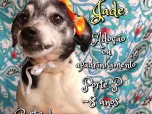 Cachorro raça SRD idade 6 ou mais anos nome Jade