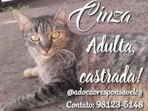 Gato raça SRD idade 1 ano nome Cinza