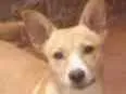 Cachorro ra a Sem raça  idade 1 ano nome Kiara