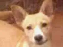 Cachorro ra a Sem raça  idade 1 ano nome Kiara