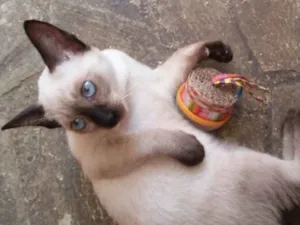 Gato raça S.. R. D (Siamês) idade 2 a 6 meses nome Sem Nome. 