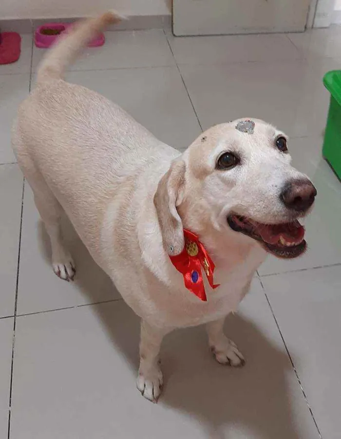 Cachorro ra a Labradora idade 6 ou mais anos nome Belinha