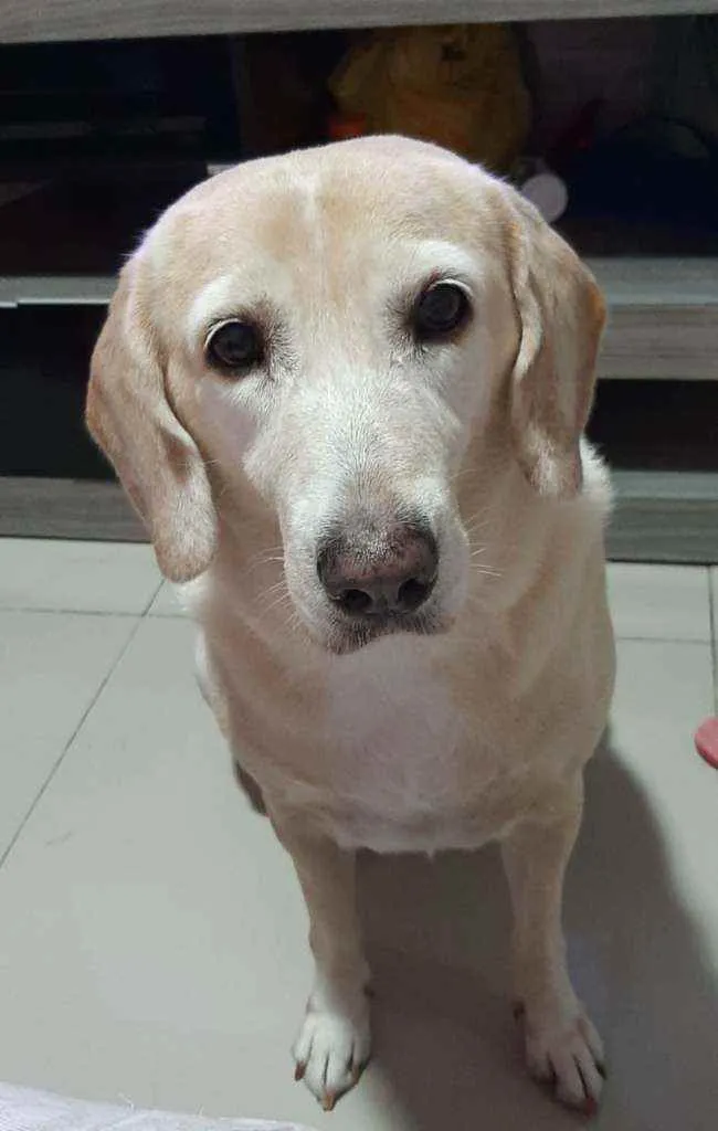 Cachorro ra a Labradora idade 6 ou mais anos nome Belinha