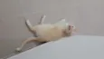 Floquinho