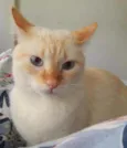 Floquinho