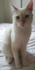 Floquinho