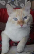 Floquinho